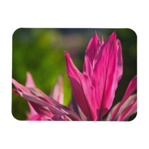 BAHAMAS, New Providence Island, Nassau: Paradise Magnet
