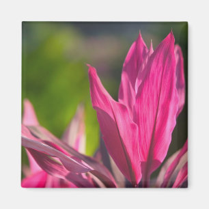 BAHAMAS, New Providence Island, Nassau: Paradise Magnet