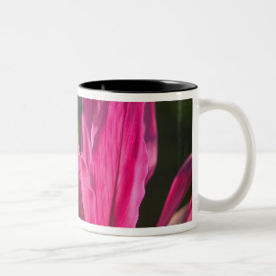 BAHAMAS, New Providence Island, Nassau: Paradise Two-Tone Coffee Mug