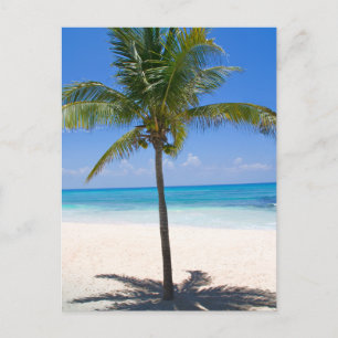 Bahamas Palm Tree Postcard