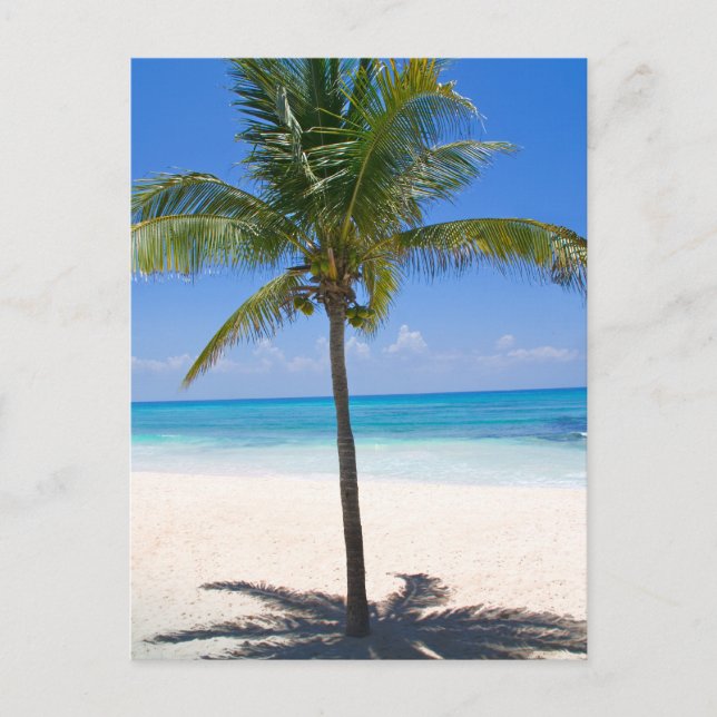 Bahamas Palm Tree Postcard (Front)