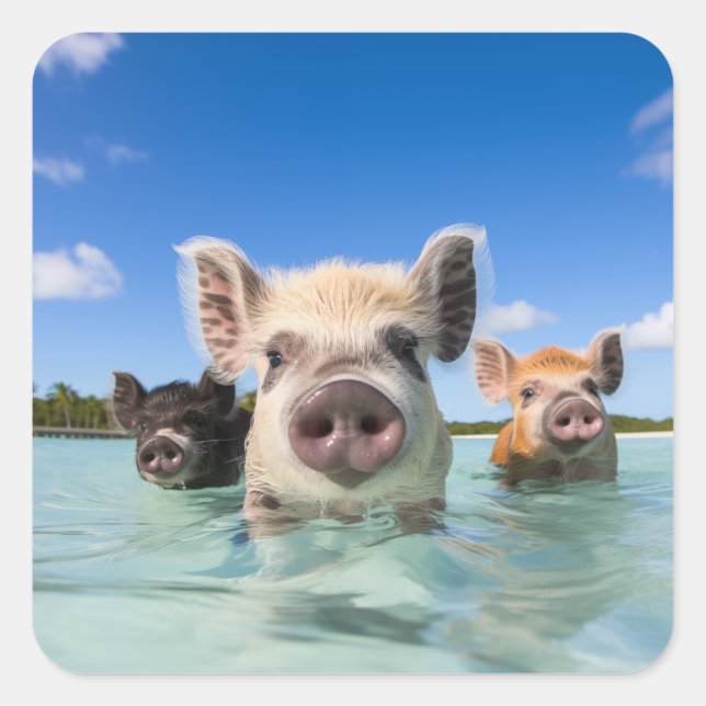 Bahamas Swimming Pig 2024 Square Sticker (Front)