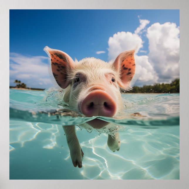 Bahamas Swimming Pig Poster (Front)