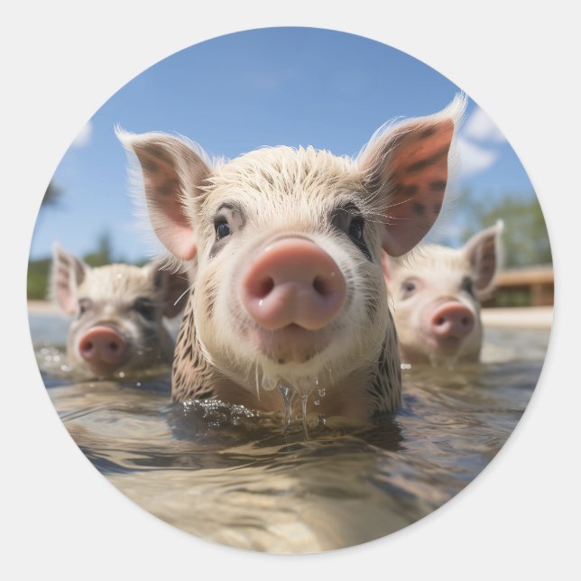 Bahamas Swimming Pigs - Exuma Pig Beach Adventure Classic Round Sticker (Front)