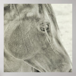 BAIE BEAUTY 24x24 Poster