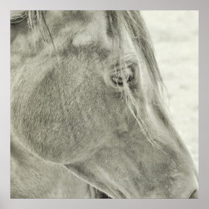 BAIE BEAUTY affiche 24x24