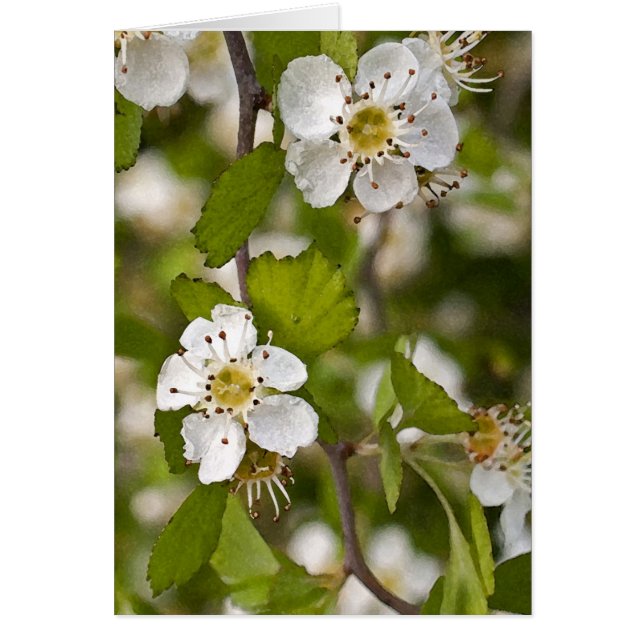 Baie d'aubépine jaune (Devant)