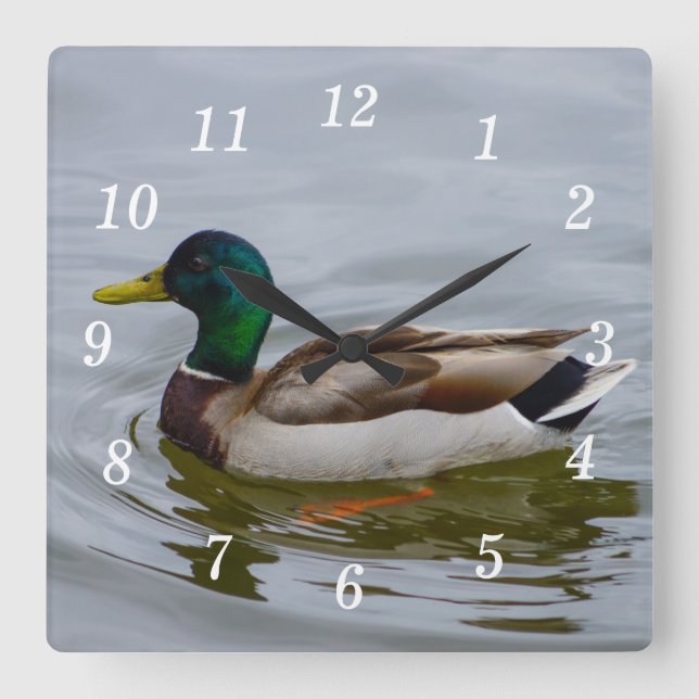 Baignade Mallard Baignade Mur Horloge (Recto)