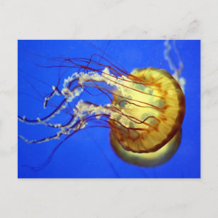 Baignade méduse sur carte postale bleue