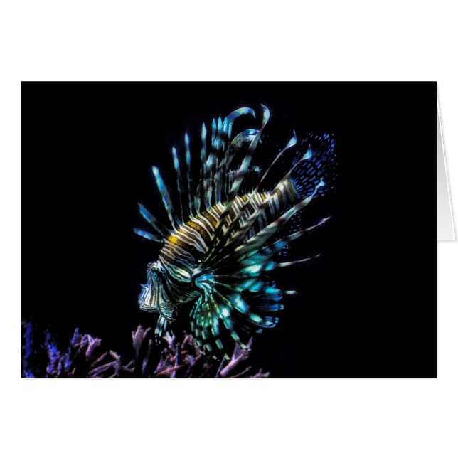 Baignades de poissons-lions (Devant horizontal)