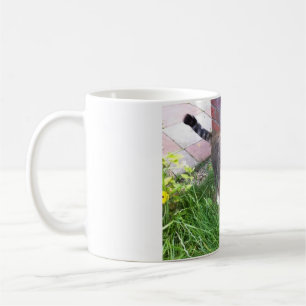 Bailey la tasse de chat