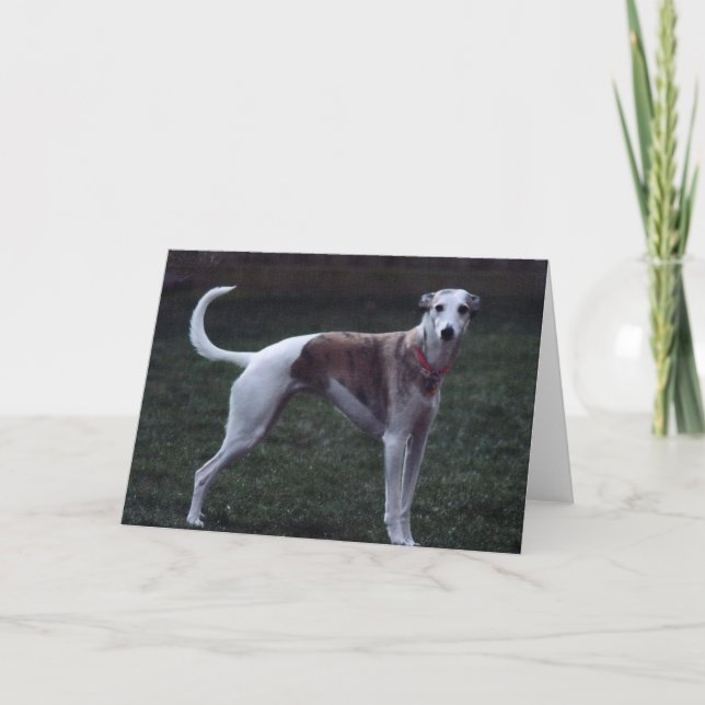 "Bailey" Whippet Photo Greeting Card (Front)