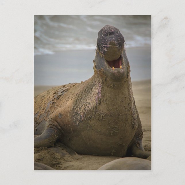 Bâillement d'un phoque Carte postale (Devant)