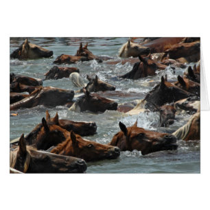 Bain de poney de Chincoteague