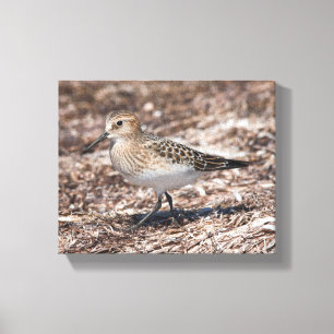Baird's Sandpiper on the Beach Canvas Print