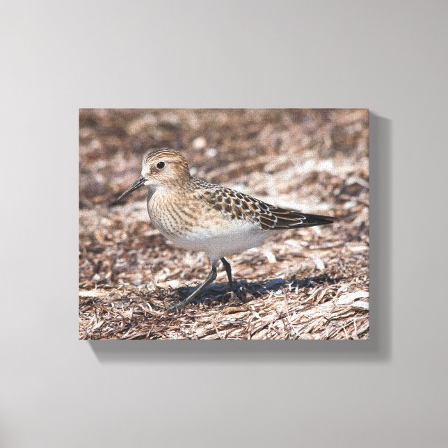 Baird's Sandpiper on the Beach Canvas Print (Front)