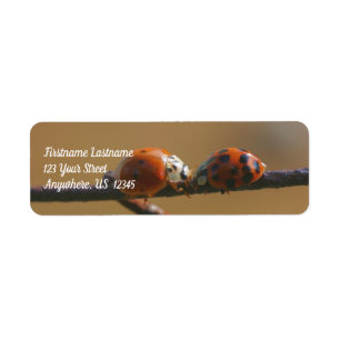 Baiser Ladybugs Sur Une Clôture De Fil Adresse Nat