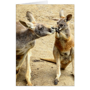 Baisers des kangourous