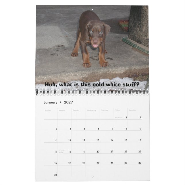 Bakari Dobermans 2008 Calendar (Jan 2027)
