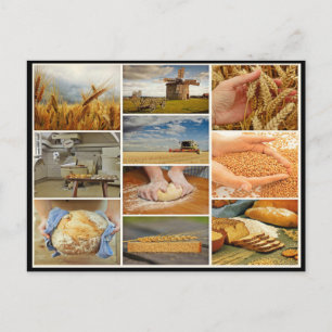 Bake bread wheat pastries dough collage postcard