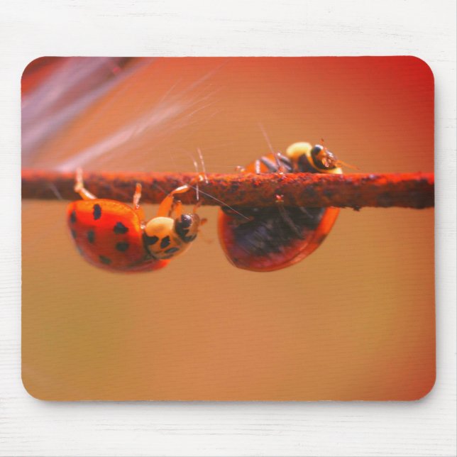 Balancing Ladybugs Nature  Mouse Pad (Front)