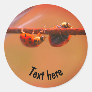 Balancing Ladybugs Nature Personalized Classic Round Sticker