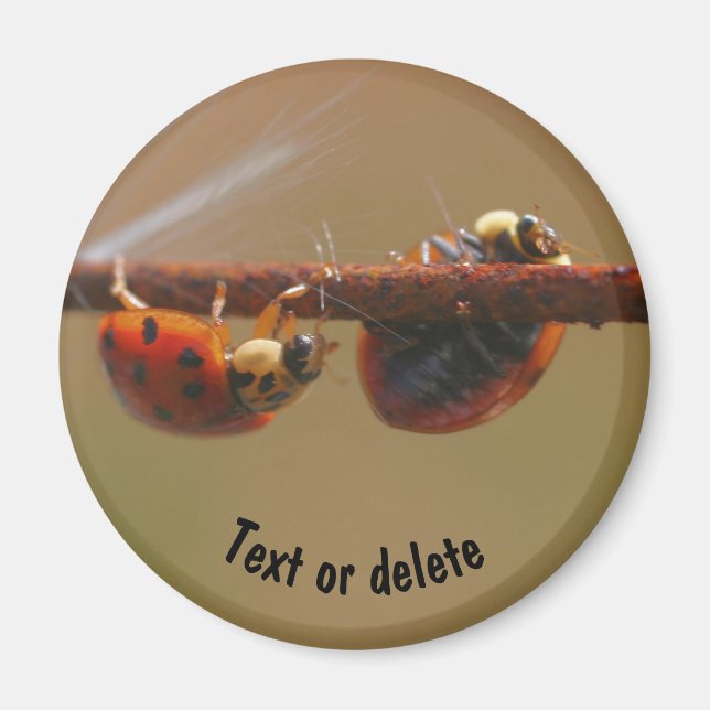 Balancing Ladybugs Nature Personalized Magnet (Front)