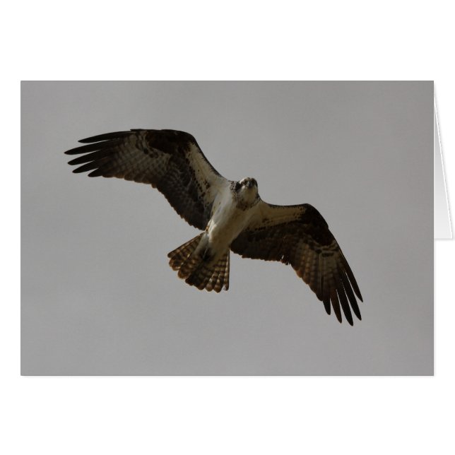 Balbuzard II (Devant horizontal)