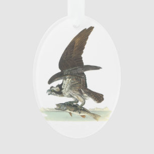 Balbuzard par Audubon