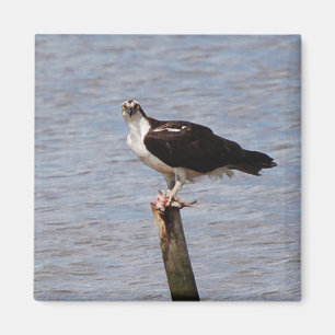 Balbuzard pêcheur avec aimant à poisson