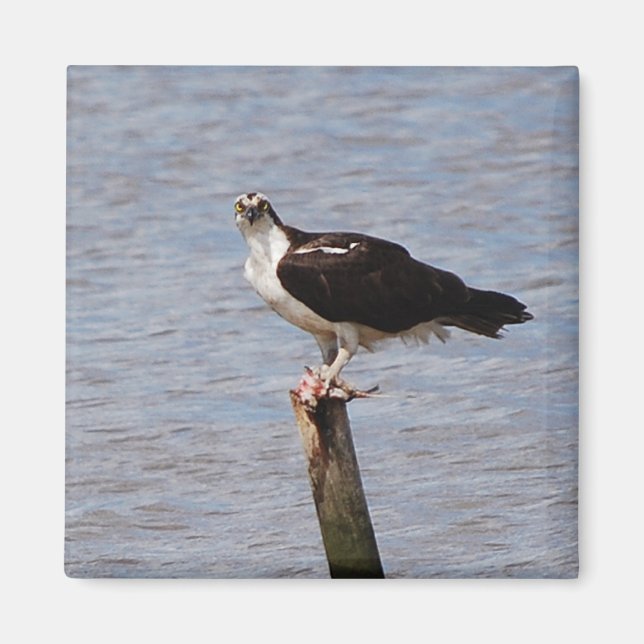 Balbuzard pêcheur avec aimant à poisson (Devant)