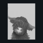 Balck and White Highland Cow  Postcard<br><div class="desc">Cute Highland cow postcard.</div>