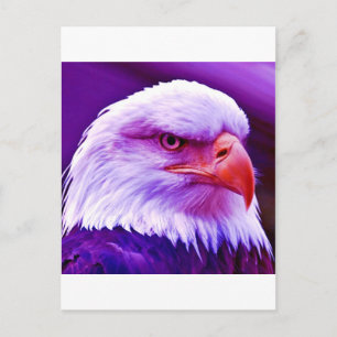Bald American Eagle Postcard