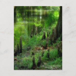 Bald cypress and Pond:Postcard Postcard