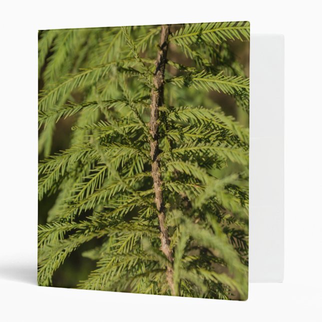 Bald Cypress Branch Binder (Front/Inside)