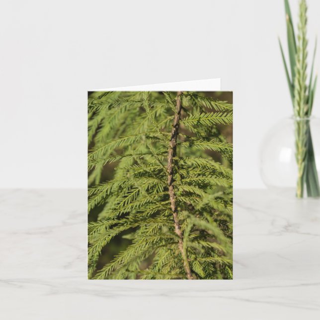 Bald Cypress Branch Card (Front)