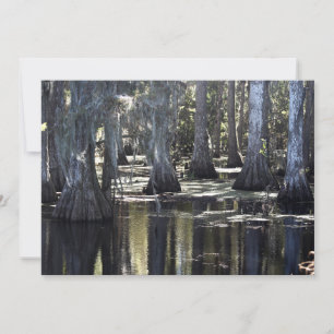 Bald Cypress Card