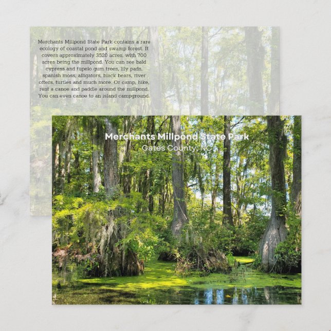 Bald Cypress Covered with Spanish Moss Postcard (Front/Back)