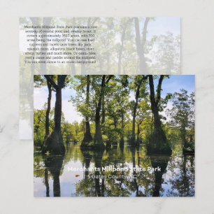 Bald Cypress Postcard