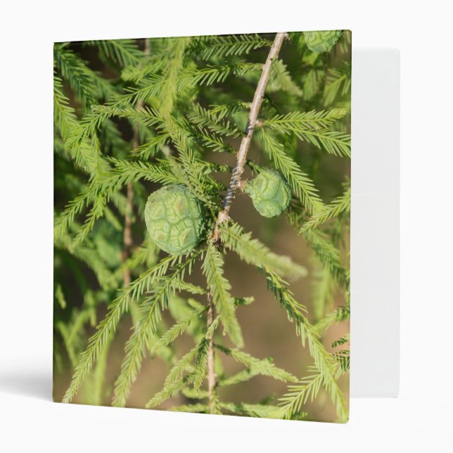 Bald Cypress Seed Cone Binder (Front/Inside)