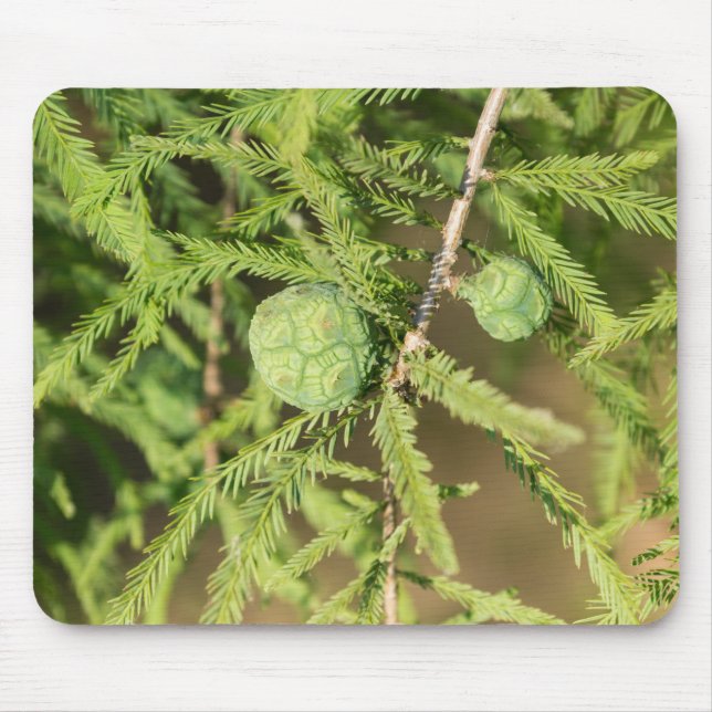 Bald Cypress Seed Cone Mouse Pad (Front)