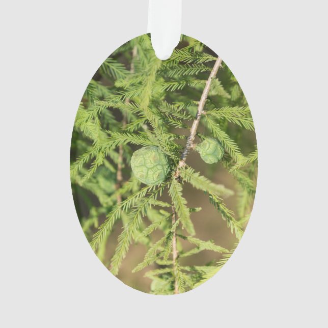 Bald Cypress Seed Cone Ornament (Back)