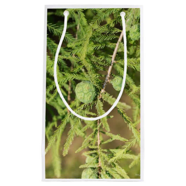 Bald Cypress Seed Cone Small Gift Bag (Front)
