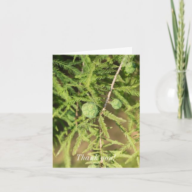 Bald Cypress Seed Cone Thank You Card (Front)