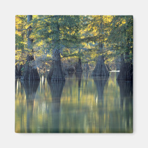 Bald Cypress Trees Horseshoe Lake Illinois Magnet