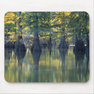 Bald Cypress Trees Horseshoe Lake Illinois Mouse Pad