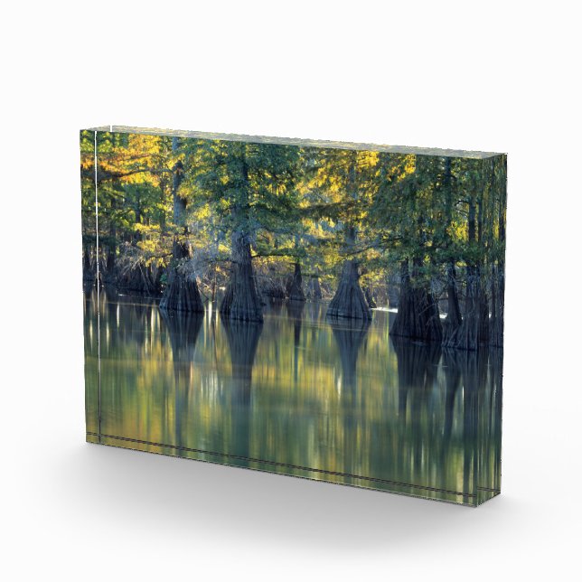 Bald Cypress Trees | Horseshoe Lake Illinois Photo Block (Right)