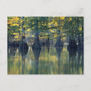 Bald Cypress Trees   Horseshoe Lake Illinois Postcard