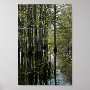 Bald cypress trees in swamp poster