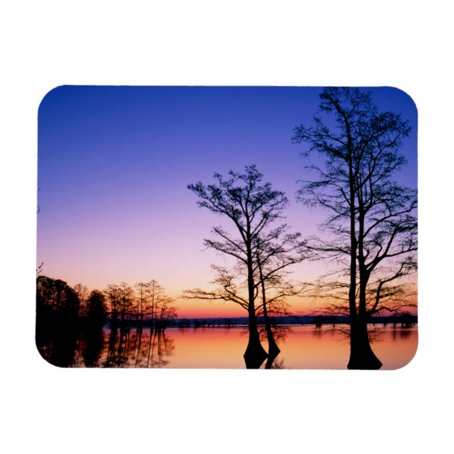 Bald Cypress Trees | National Wildlife Refuge, TN Magnet (Horizontal)
